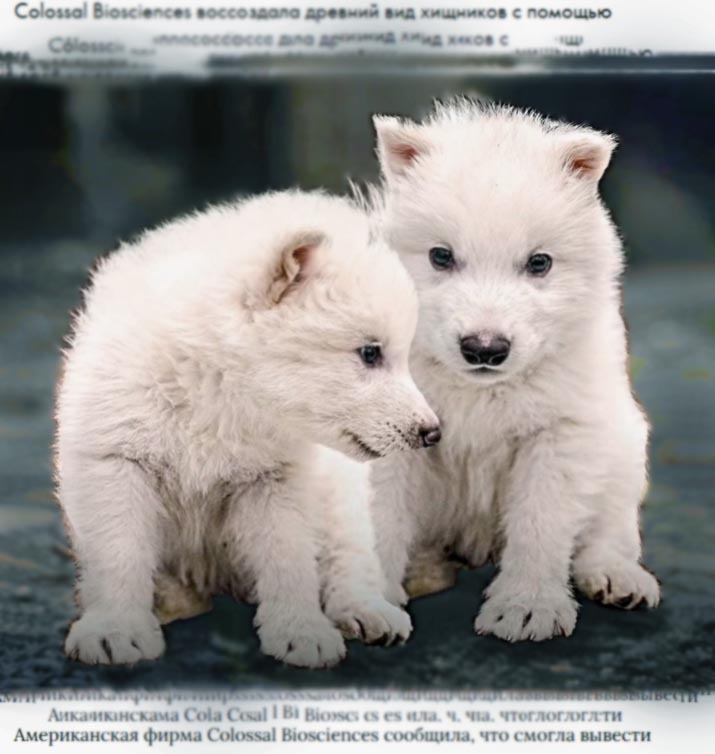 В США вывели вымерших 12 000 лет назад щенков ужасного волка (dire wolves) 