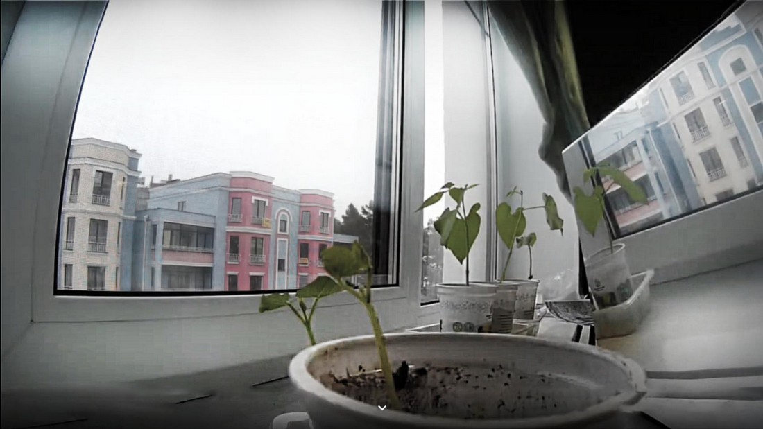 Как ростет фасоль.