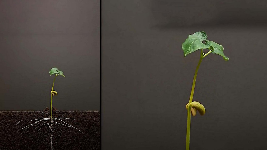 Как ускорить рост растения фасоли? Вода. Как ускорить рост растения фасоли? Вода.