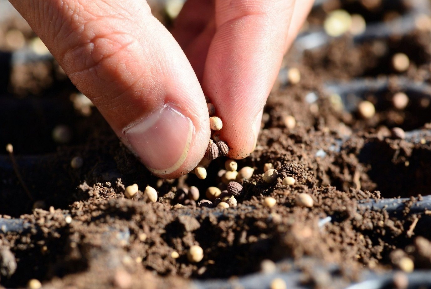 Сроки посева рассады: Освещение: лампы или окно в 2026?