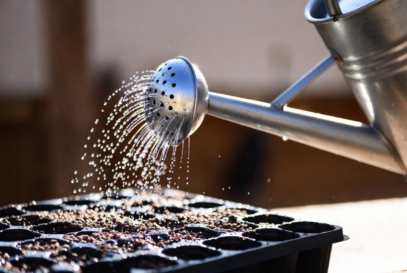 Сроки посева рассады: Грунт: покупной или с грядки 2026?