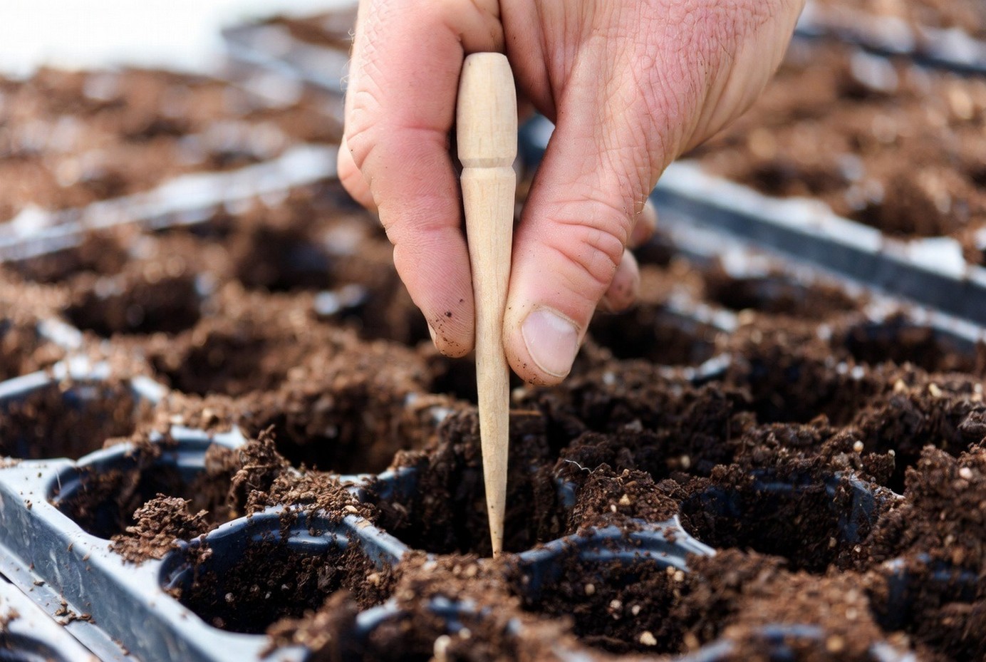 Сроки посева рассады: Петуния и другие цветы 2026.