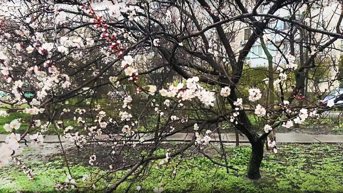 Вербное воскресенье 2025