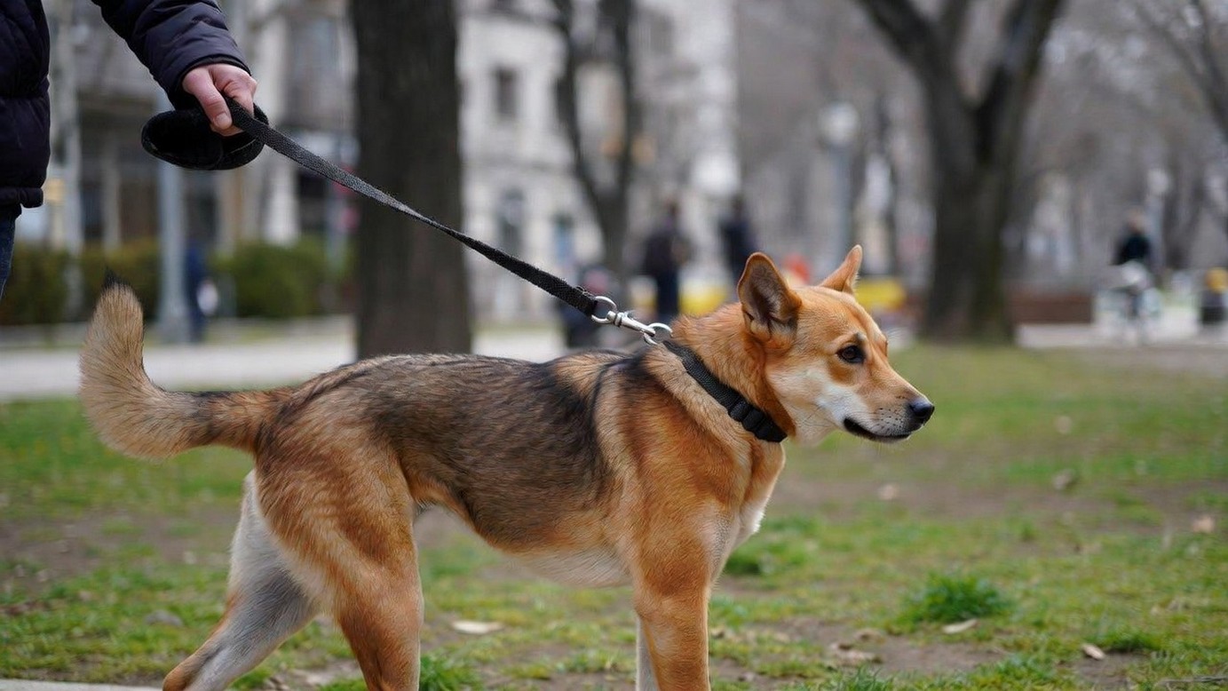 Что стало причиной ужесточения: жалобы, которые повлияли на закон 2026.