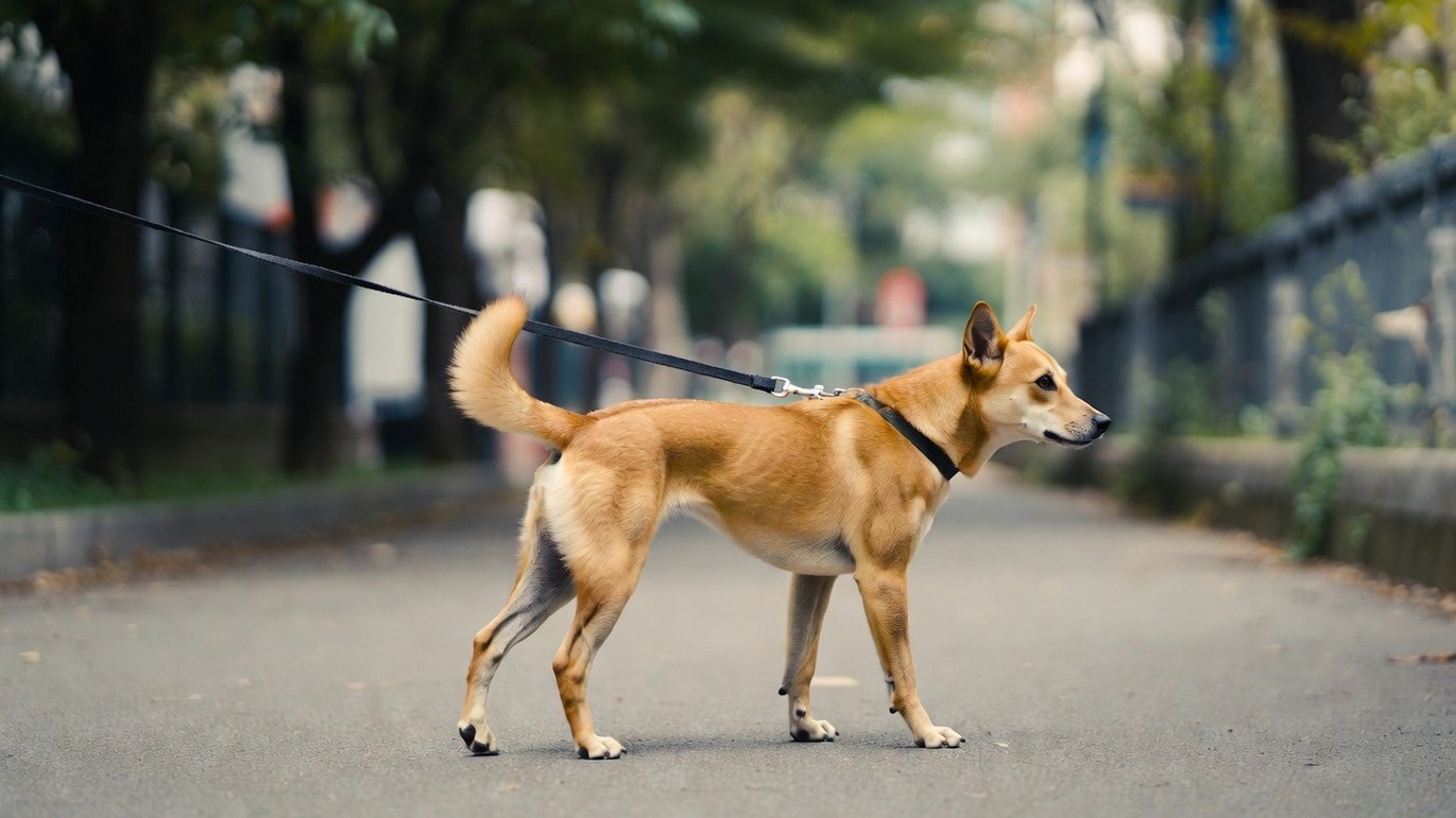 Правила выгула: крупные породы под особым контролем 2026.