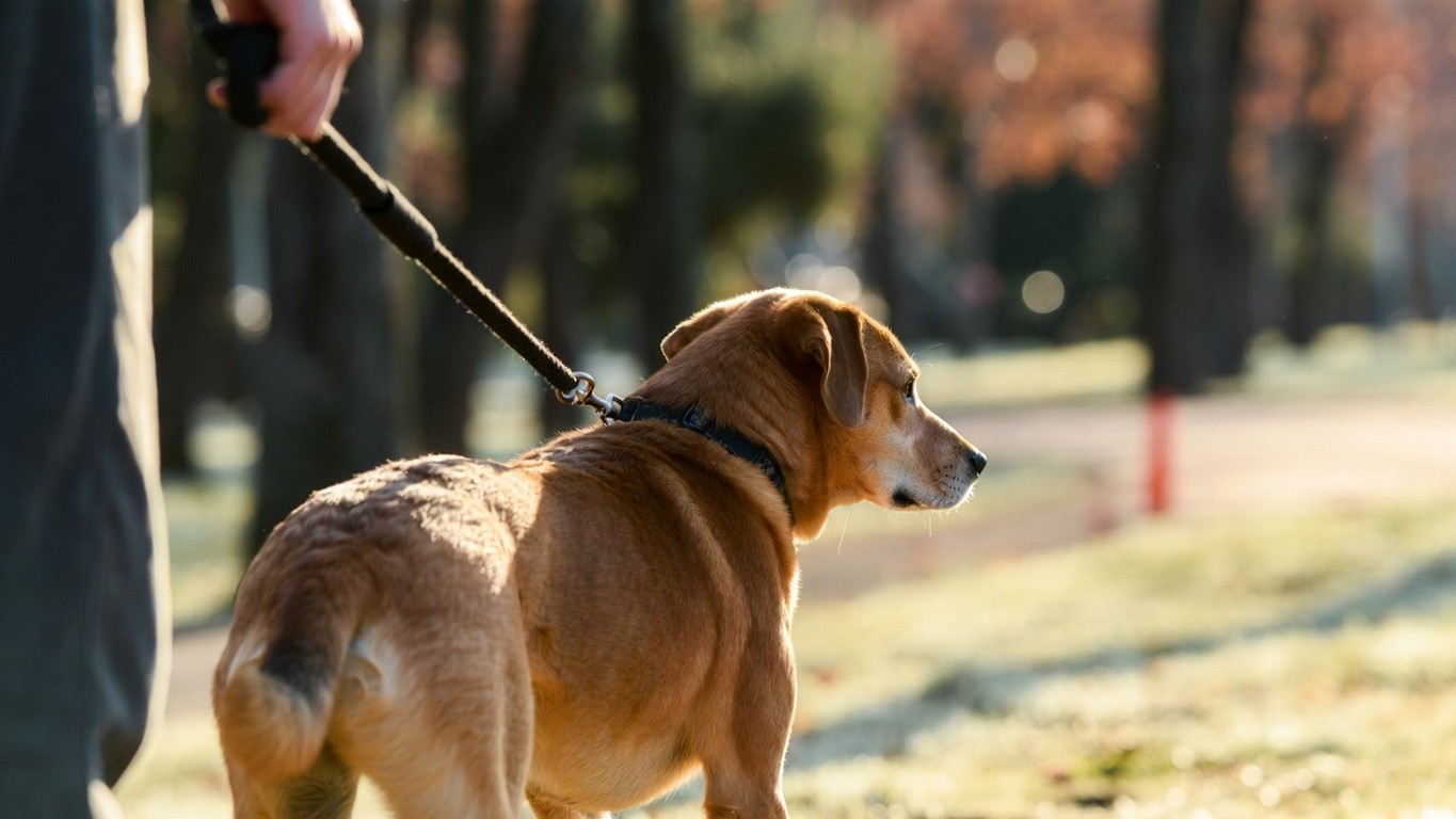 Первый ГОСТ на площадки для выгула и дрессировки: единые стандарты с апреля.